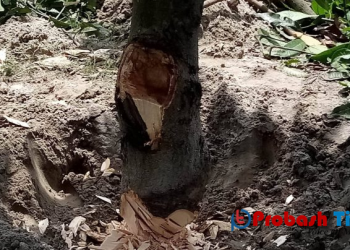 নাটোরে পানির দামে সরকারী গাছ বিক্রি করছে একটি চক্র