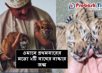 ওমানে প্রথমবারের মতো জন্মালো বাঘের বাচ্চা