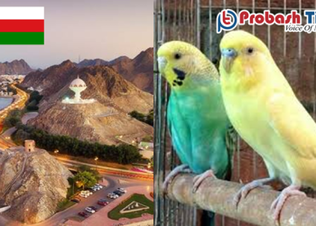 ভারত থেকে পাখি আমদানিতে নিষেধাজ্ঞা করলো ওমান