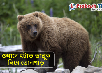 ওমানে ভাল্লুকের দুই মরদেহ নিয়ে তোলপাড়