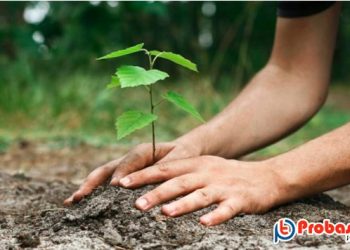 নতুন গাছ লাগাতে স্বেচ্ছাসেবকদের আহ্বান জানালো ওমান 