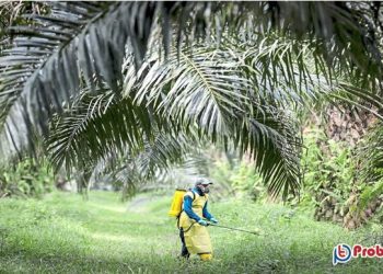 শুরু হলো মালয়েশিয়ার বৃক্ষরোপণ খাতে বিদেশি কর্মী নিয়োগ
