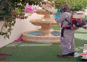 মশার উপদ্রব কমাতে ওমানে নতুন নির্দেশিকা জারি  