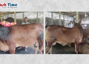 শেরপুরের কোরবানি হাট কাঁপাচ্ছে ওমান প্রবাসীর দুটি ষাঁড় ময়না ও রবি