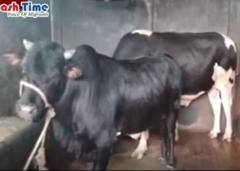 জনপ্রিয়তা বাড়ায় মন খারাপ হিরো আলমের!