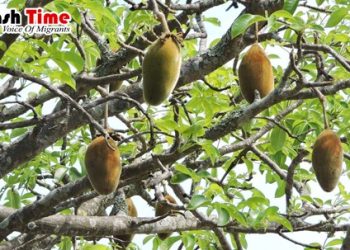 ঢাকায় গাছে ধরছে রুটি!