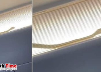 মাঝ আকাশে বিমানের ভেতর সাপ, চরম আতঙ্কে যাত্রীরা