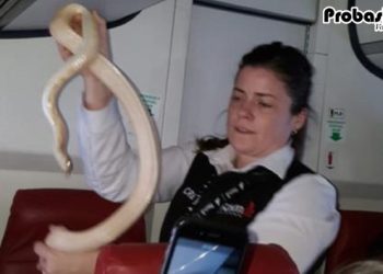 বিমানের আসন থেকে বেরিয়ে এল সাপ!