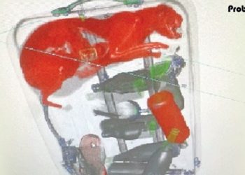 লাগেজে জ্যান্ত বিড়াল, ধরা পড়ল বিমানবন্দরে