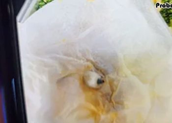 ফ্লাইটের খাবারে মিলল ‘নকল দাঁত’