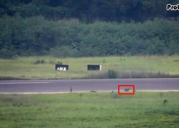 ঢাকায় বিমানের সংঘর্ষে শিয়ালের মৃত্যু