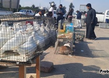 কুয়েতে জমে উঠেছে সাপ্তাহিক হাঁস, মুরগি ও কবুতরের হাট