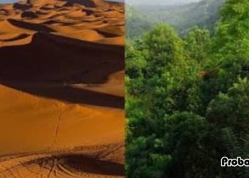 সৌদিতে বির`ল দৃশ্য, ধুসর মরুভূমি বদলে গেল সবুজের রঙ্গে