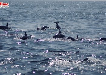 আটকে পড়া ডলফিন উদ্ধার করলো ওমানের পরিবেশ অধিদপ্তর