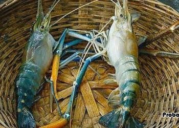 ওমানে কাল থেকেই শুরু হচ্ছে গলদা মৌসুম