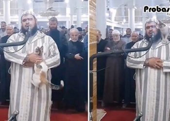 নামাজের সময় ইমামের কাঁধে বিড়াল, ভিডিও ভাইরাল