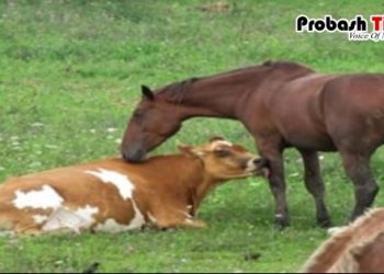 গরুর বদলে বিক্রি হচ্ছে ঘোড়ার মাংস
