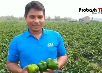 ভোলায় ক্যাপসিক্যাম মরিচ চাষে সফল প্রবাসী হাফিজুর রহমান