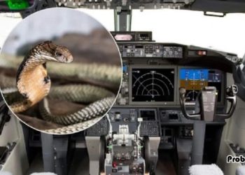 ককপিটে গোখরা সাপ, বিমানের জরুরি অবতরণ