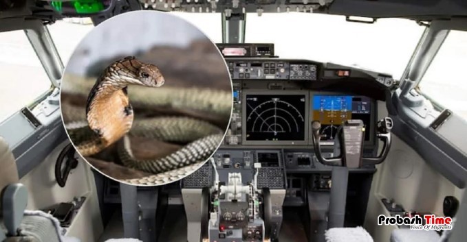 ককপিটে গোখরা সাপ, বিমানের জরুরি অবতরণ