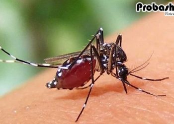 মাস্কাটে বাড়ছে ডেঙ্গু রোগী, প্রবাসীদের সতর্ক থাকার পরামর্শ