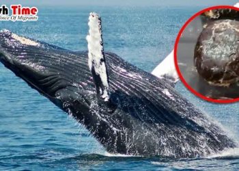 গাড়িতে জব্দ তিমির ১৮ কেজি বমি, দাম ৪১ কোটি টাকা