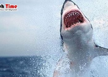 হাঙরের মাথায় ঘুসি মেরে জীবন বাঁচালো কিশোরী