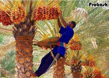 খেজুর উৎপাদনে রেকর্ড, মধ্যপ্রাচ্যে দ্বিতীয় অবস্থানে ওমান