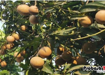 আম গাছে থোকায় থোকায় ঝুলছে ছফেদা! রহস্য কী