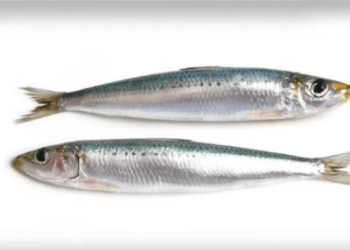 সার্ডিন