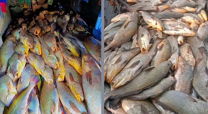 কোটিপতি সোনা মাছ