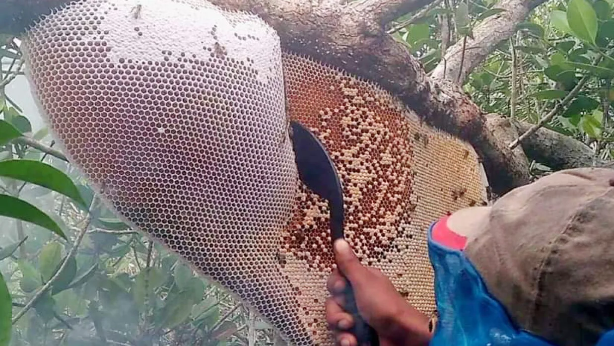 সুন্দরবনের মধু