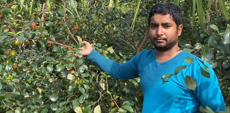 কুল চাষে সফল ওমান প্রবাসী আনোয়ার