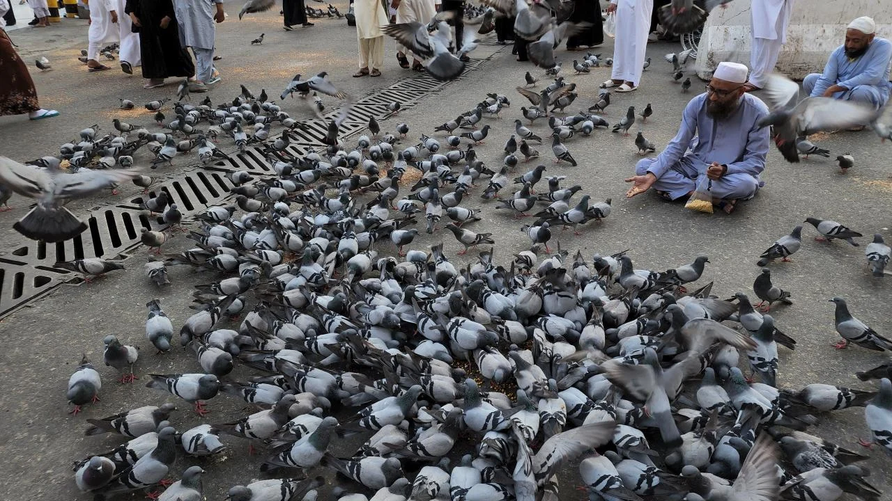 মসজিদুল হারামের আঙিনায় কবুতরের ঝাঁক