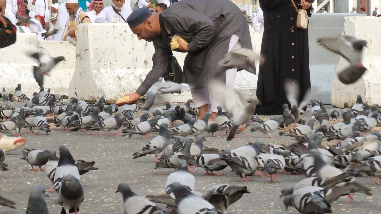 মসজিদুল হারামের আঙিনায় কবুতরের ঝাঁক