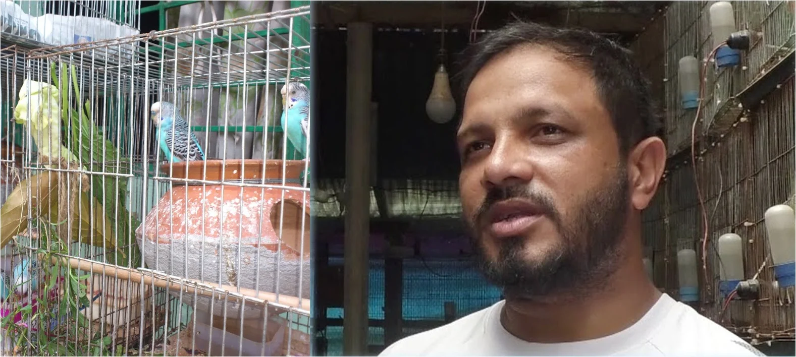 প্রবাস ছেড়ে পাখি পালন, মাসে আয় লাখ টাকা