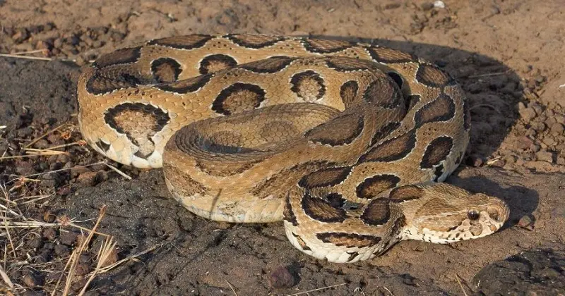 ভয়ংকর রাসেল’স ভাইপার ঢাকাসহ ২৮ জেলায়