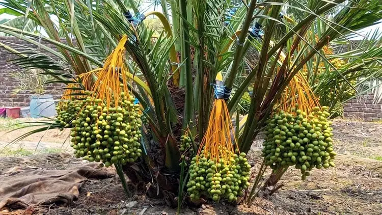 প্রবাসী