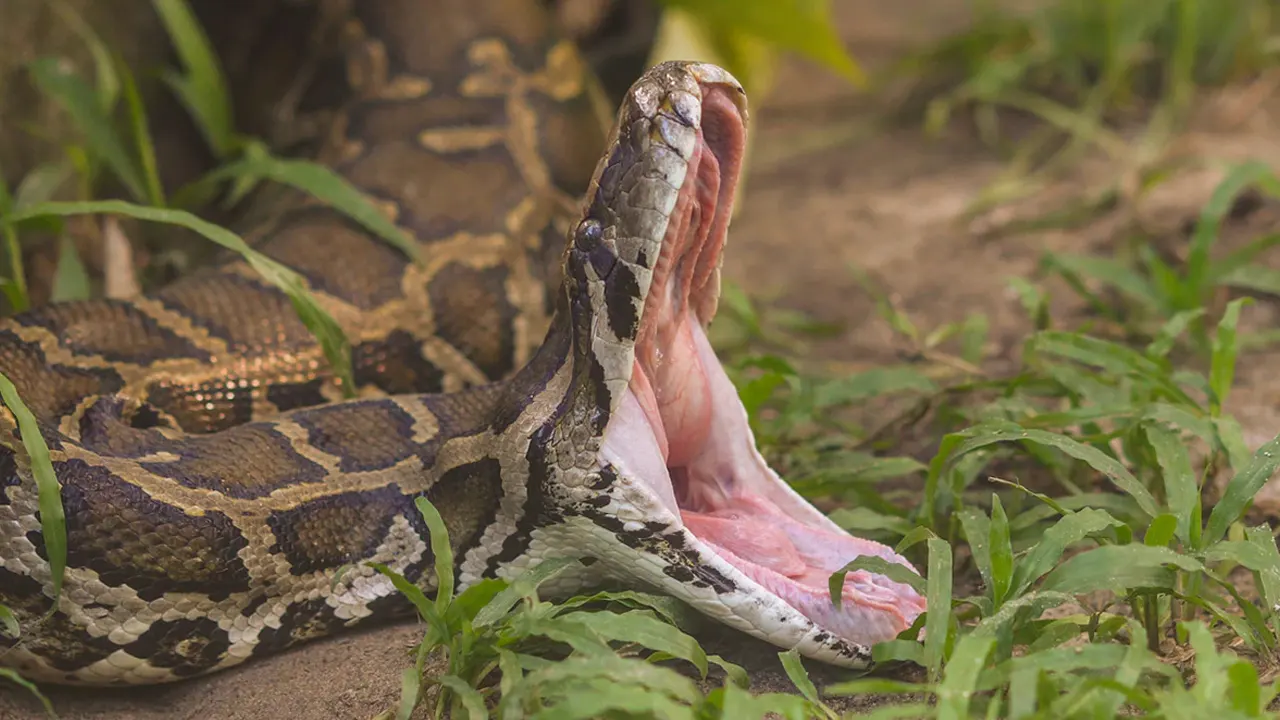 অজগরের পেটে পাওয়া গেল নিখোঁজ নারীর দেহ