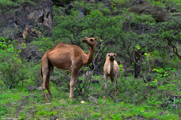 প্রবাসীদের ভিড়ে জমে উঠেছে খারিফ মেলা