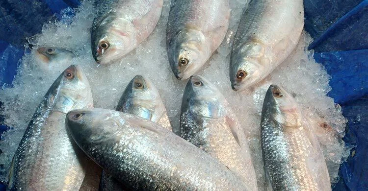 ইলিশের কেজি ৭০০ টাকা নির্ধারণ চেয়ে আইনি নোটিশ