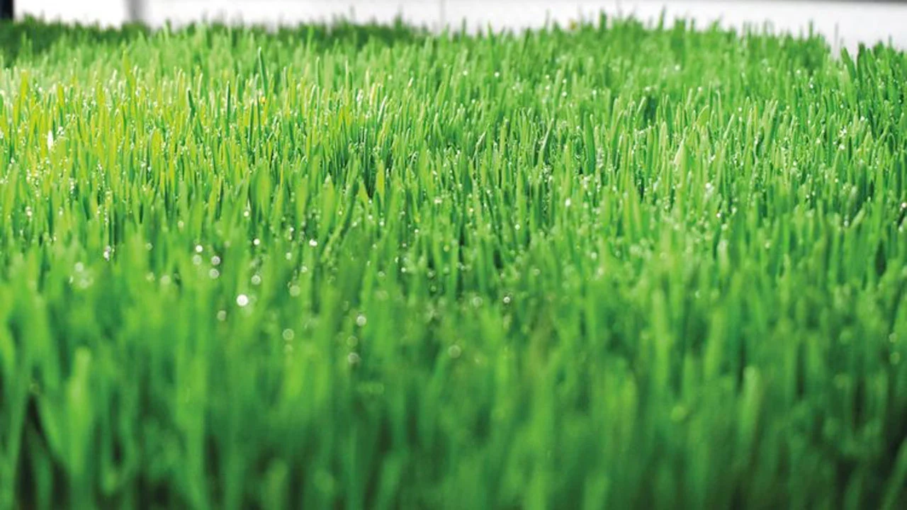 কৃষিখাতে ৪ হাজার কোটি ডলার বিনিয়োগের ঘোষণা সৌদির