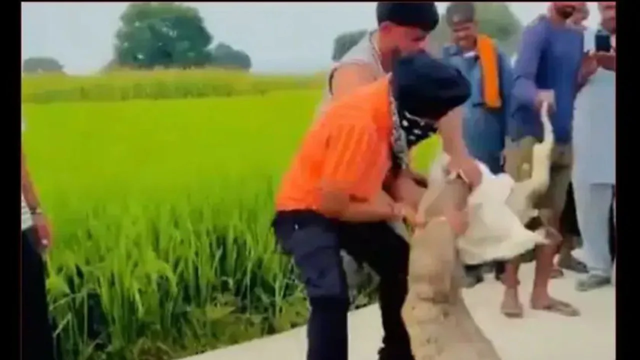 নীলগাইকে গিলে খেল অজগর, পেট থেকে বের করলেন স্থানীয় মানুষ