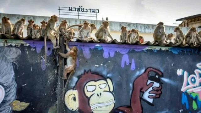 ২০০ বানর ঘিরে ফেলল থানা, ভেতরে আটকা পুলিশ