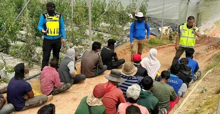 মালয়েশিয়ায় জোরপূর্বক কৃষিকাজ, ৮ প্রবাসী উদ্ধার